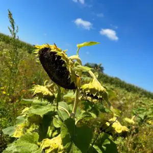 Beitragsbild Sonnenblume